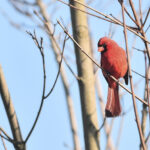 cardinal in a tree